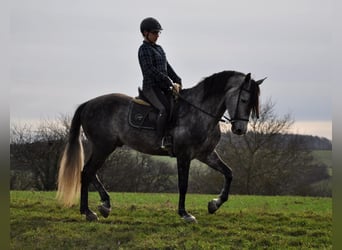 PRE Mestizo, Caballo castrado, 6 años, 169 cm, Tordo rodado