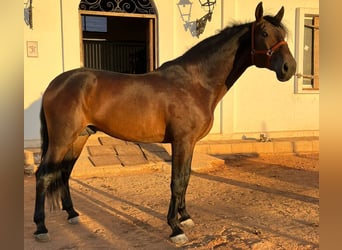 PRE Mestizo, Caballo castrado, 6 años, 170 cm, Castaño