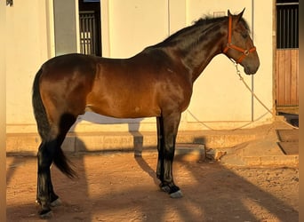 PRE Mestizo, Caballo castrado, 6 años, 170 cm, Castaño