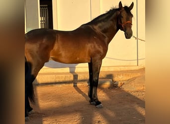 PRE Mestizo, Caballo castrado, 6 años, 170 cm, Castaño