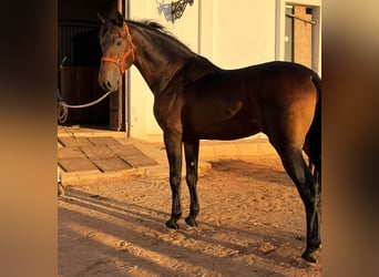 PRE Mestizo, Caballo castrado, 6 años, 170 cm, Castaño