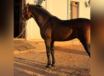 PRE Mestizo, Caballo castrado, 6 años, 170 cm, Castaño