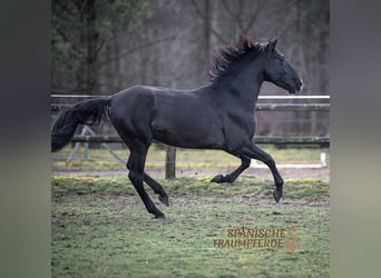 PRE Mestizo, Caballo castrado, 6 años, 170 cm, Negro