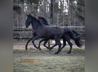 PRE Mestizo, Caballo castrado, 6 años, 170 cm, Negro