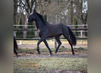 PRE Mestizo, Caballo castrado, 6 años, 170 cm, Negro