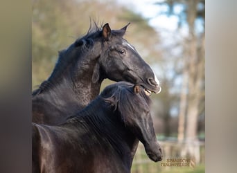 PRE Mestizo, Caballo castrado, 6 años, 170 cm, Negro