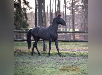 PRE Mestizo, Caballo castrado, 6 años, 170 cm, Negro