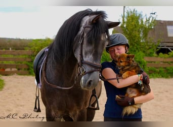 PRE, Caballo castrado, 6 años, 170 cm, Tordillo negro
