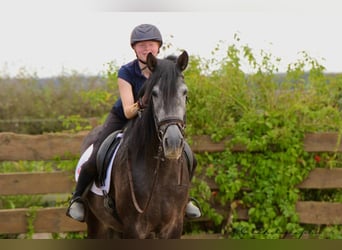 PRE, Caballo castrado, 6 años, 170 cm, Tordillo negro