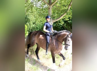 PRE, Caballo castrado, 6 años, 170 cm, Tordillo negro