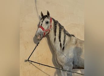 PRE Mestizo, Caballo castrado, 6 años, 170 cm, Tordo