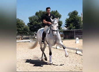 PRE Mestizo, Caballo castrado, 6 años, 170 cm, Tordo rodado