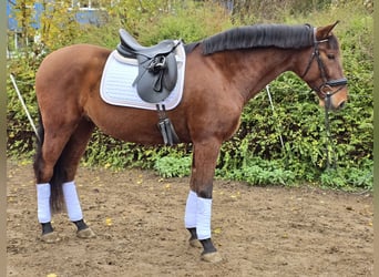 PRE Mestizo, Caballo castrado, 6 años, 171 cm, Castaño