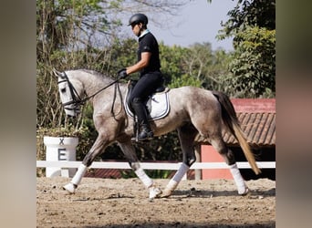 PRE, Caballo castrado, 6 años, 171 cm, Tordo