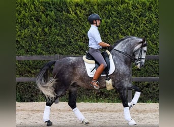 PRE, Caballo castrado, 6 años, 171 cm, Tordo