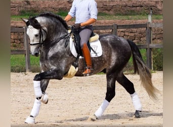 PRE, Caballo castrado, 6 años, 171 cm, Tordo