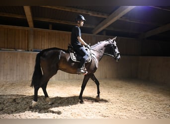 PRE Mestizo, Caballo castrado, 6 años, 174 cm, Negro