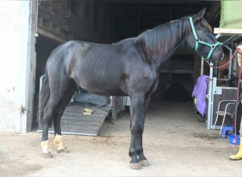 PRE Mestizo, Caballo castrado, 6 años, 174 cm, Negro