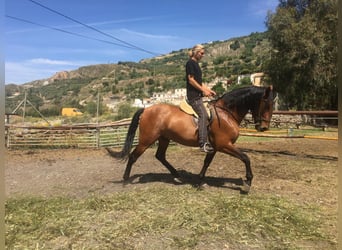 PRE Mestizo, Caballo castrado, 6 años, 175 cm, Castaño