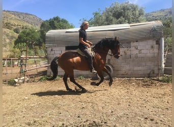 PRE Mestizo, Caballo castrado, 6 años, 175 cm, Castaño