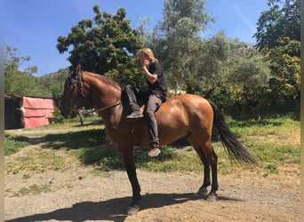 PRE Mestizo, Caballo castrado, 6 años, 175 cm, Castaño