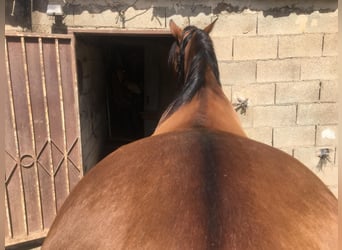 PRE Mestizo, Caballo castrado, 6 años, 175 cm, Castaño