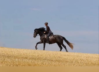 PRE, Caballo castrado, 6 años, 175 cm, Tordo