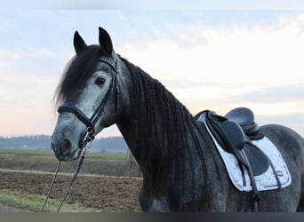 PRE, Caballo castrado, 6 años, 175 cm, Tordo