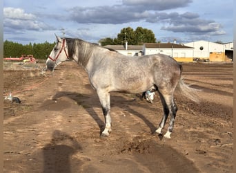 PRE Mestizo, Caballo castrado, 6 años, 177 cm, Tordo