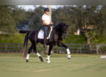 PRE Mestizo, Caballo castrado, 6 años, Tordo