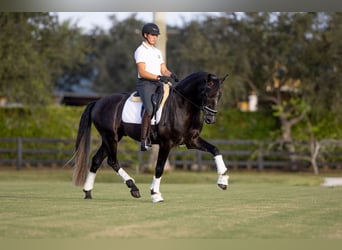 PRE Mestizo, Caballo castrado, 6 años, Tordo