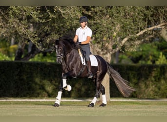 PRE Mestizo, Caballo castrado, 6 años, Tordo