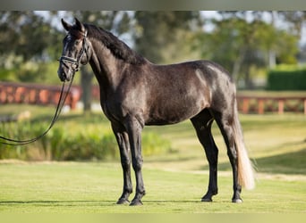 PRE Mestizo, Caballo castrado, 6 años, Tordo