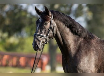 PRE Mestizo, Caballo castrado, 6 años, Tordo