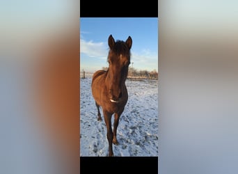 PRE, Caballo castrado, 7 años, 156 cm, Castaño oscuro