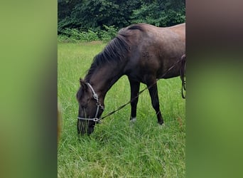 PRE, Caballo castrado, 7 años, 156 cm, Castaño oscuro