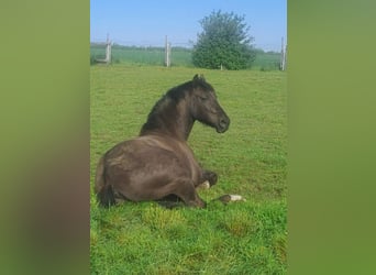 PRE, Caballo castrado, 7 años, 156 cm, Castaño oscuro