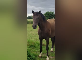 PRE, Caballo castrado, 7 años, 156 cm, Castaño oscuro