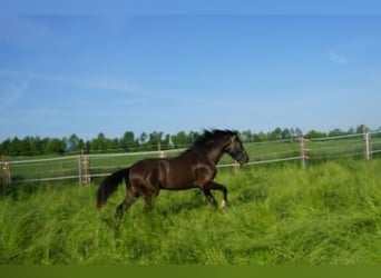 PRE, Caballo castrado, 7 años, 156 cm, Castaño oscuro