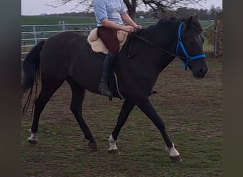 PRE, Caballo castrado, 7 años, 156 cm, Castaño oscuro