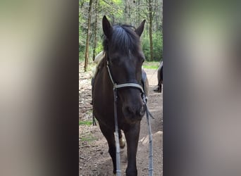 PRE, Caballo castrado, 7 años, 156 cm, Castaño oscuro