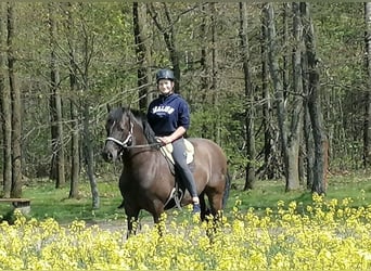 PRE, Caballo castrado, 7 años, 156 cm, Castaño oscuro