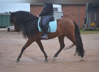 PRE Mestizo, Caballo castrado, 7 años, 158 cm, Castaño