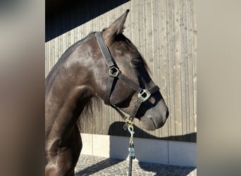 PRE Mestizo, Caballo castrado, 7 años, 158 cm, Negro