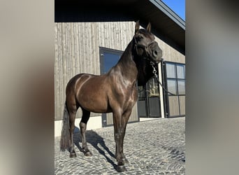 PRE Mestizo, Caballo castrado, 7 años, 158 cm, Negro