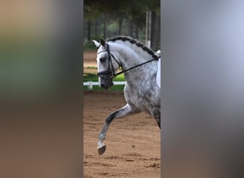 PRE, Caballo castrado, 7 años, 158 cm, Tordo