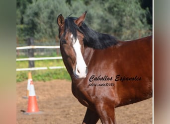 PRE Mestizo, Caballo castrado, 7 años, 159 cm, Castaño