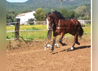 PRE Mestizo, Caballo castrado, 7 años, 159 cm, Castaño