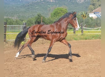 PRE Mestizo, Caballo castrado, 7 años, 159 cm, Castaño