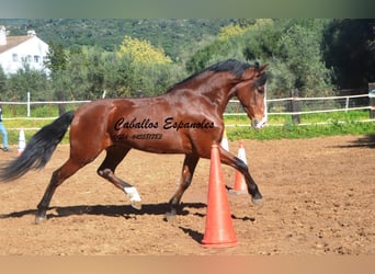 PRE Mestizo, Caballo castrado, 7 años, 159 cm, Castaño